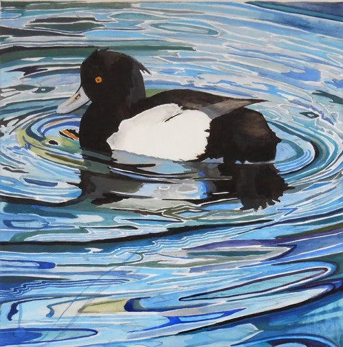 Tufted Duck on the water
